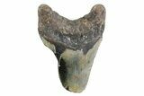 Partial, Fossil Megalodon Tooth - North Carolina #359100-1